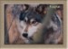 kaska_card2.jpg