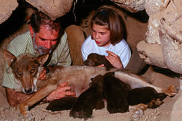 Carlos and Blanca in a wolf den with mother and cubs