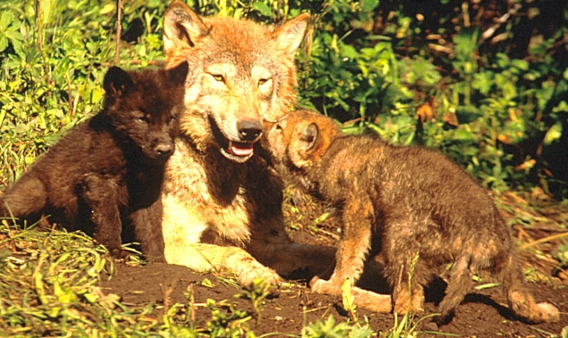 Wolf with pups