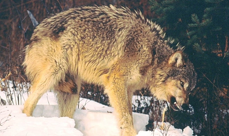 Wolf posture