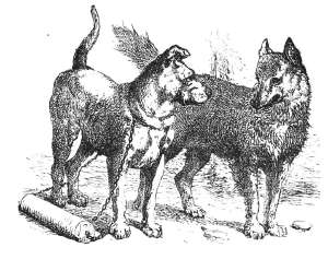 wolf and dog