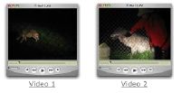 wolf video