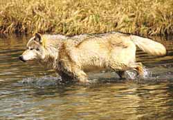 Wolf in Water